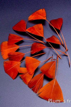 Petali in piume - 6-8 x 3-4 cm - oro azteco